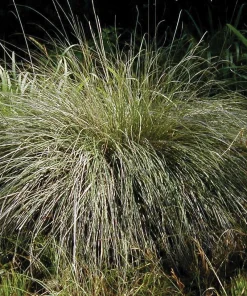 Deer Muhly Grass Live Plant - Muhlenbergia rigens Ornamental Grass - 1 Gallon Pot - Image 3