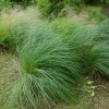 Deer Muhly Grass Live Plant - Muhlenbergia rigens Ornamental Grass - 1 Gallon Pot - Image 1