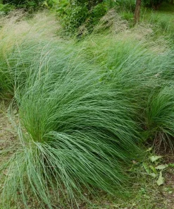 Deer Muhly Grass Live Plant - Muhlenbergia rigens Ornamental Grass - 1 Gallon Pot - Image 1