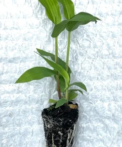 Deertongue Grass Starter Plug-Grown Seedlings (5-Pack) - Native Grass - Image 3