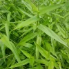 Deertongue Grass Starter Plug-Grown Seedlings (5-Pack) - Native Grass - Image 1