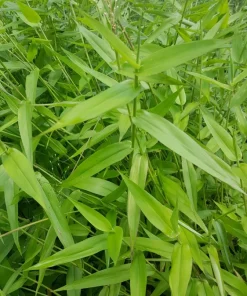 Deertongue Grass Starter Plug-Grown Seedlings (5-Pack) - Native Grass - Image 1