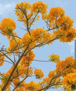 Delonix Regia Yellow Flamboyant Royal Poinciana Seeds - 20 Seed Pack - Image 2