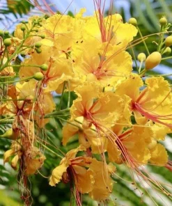 Delonix Regia Yellow Flamboyant Royal Poinciana Seeds - 20 Seed Pack - Image 3