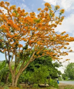 Delonix Regia Yellow Flamboyant Royal Poinciana Seeds - 20 Seed Pack - Image 4
