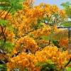 Delonix Regia Yellow Flamboyant Royal Poinciana Seeds - 20 Seed Pack - Image 1