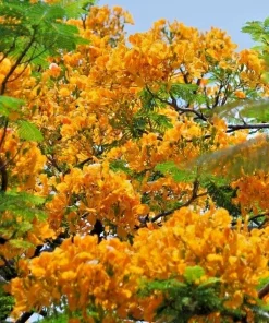 Delonix Regia Yellow Flamboyant Royal Poinciana Seeds - 20 Seed Pack - Image 1