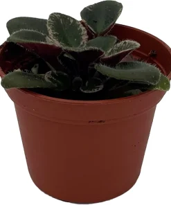 Denver Doll Micro Miniature African Violet Live Plant - 2" Pot, Purple Blooms - Image 2