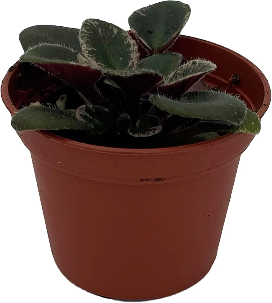 Denver Doll Micro Miniature African Violet Live Plant - 2" Pot, Purple Blooms - Image 2