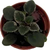 Denver Doll Micro Miniature African Violet Live Plant - 2" Pot, Purple Blooms - Image 1