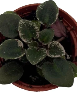Denver Doll Micro Miniature African Violet Live Plant - 2