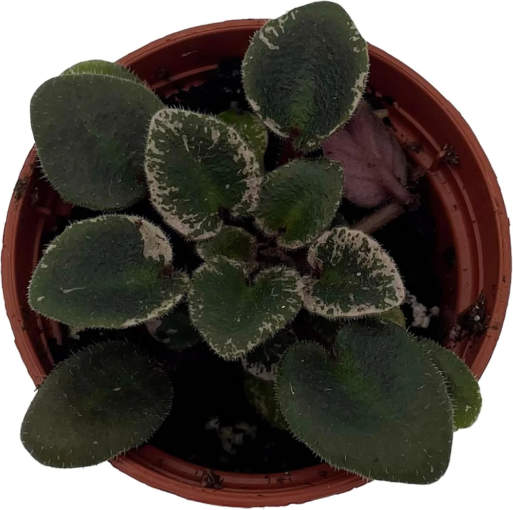 Denver Doll Micro Miniature African Violet Live Plant - 2" Pot, Purple Blooms - Image 1
