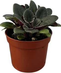 Denver Doll Micro Miniature African Violet Live Plant - 2