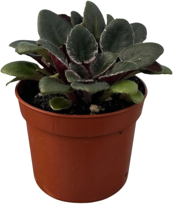 Denver Doll Micro Miniature African Violet Live Plant - 2" Pot, Purple Blooms - Image 3