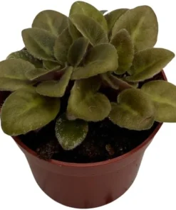 Denver Doll Micro Miniature African Violet Live Plant - 2