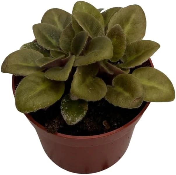 Denver Doll Micro Miniature African Violet Live Plant - 2" Pot, Purple Blooms - Image 4