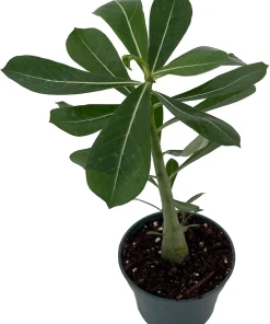 Desert Rose Live Plant - Adenium Obesum - 4