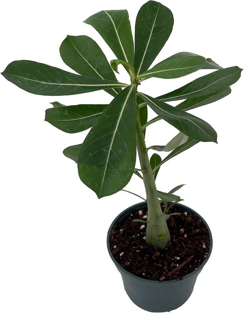 Desert Rose Live Plant - Adenium Obesum - 4" Pot - Natural Bonsai or House Plant - Image 2