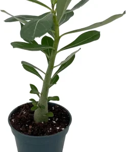 Desert Rose Live Plant - Adenium Obesum - 4