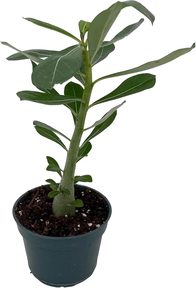 Desert Rose Live Plant - Adenium Obesum - 4" Pot - Natural Bonsai or House Plant - Image 3