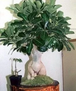Desert Rose Live Plant - Adenium Obesum - 4