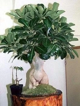 Desert Rose Live Plant - Adenium Obesum - 4" Pot - Natural Bonsai or House Plant - Image 4