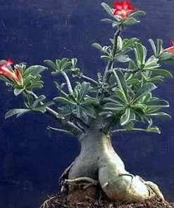 Desert Rose Live Plant - Adenium Obesum - 4