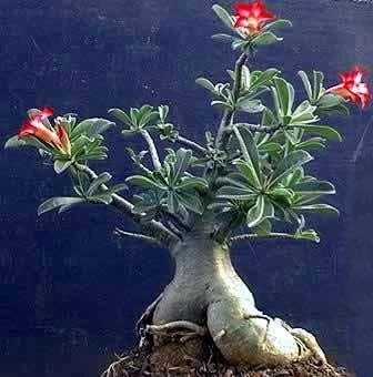 Desert Rose Live Plant - Adenium Obesum - 4" Pot - Natural Bonsai or House Plant - Image 5