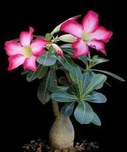 Desert Rose Live Plant - Adenium Obesum - 4