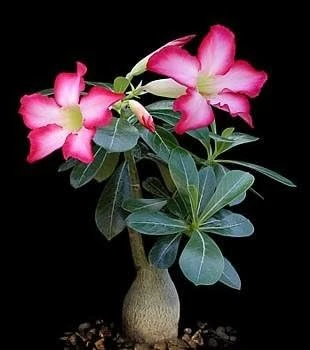 Desert Rose Live Plant - Adenium Obesum - 4" Pot - Natural Bonsai or House Plant - Image 6