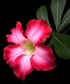 Desert Rose Live Plant - Adenium Obesum - 4
