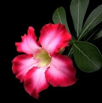 Desert Rose Live Plant - Adenium Obesum - 4" Pot - Natural Bonsai or House Plant - Image 7