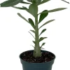 Desert Rose Live Plant - Adenium Obesum - 4" Pot - Natural Bonsai or House Plant - Image 1