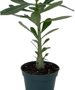 Desert Rose Live Plant - Adenium Obesum - 4