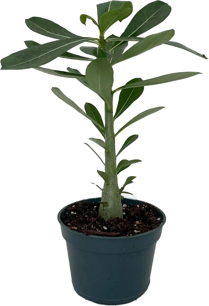 Desert Rose Live Plant - Adenium Obesum - 4" Pot - Natural Bonsai or House Plant - Image 1