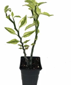 Devil's Backbone Live Plant - Pedilanthus - Red Bird Cactus - 4