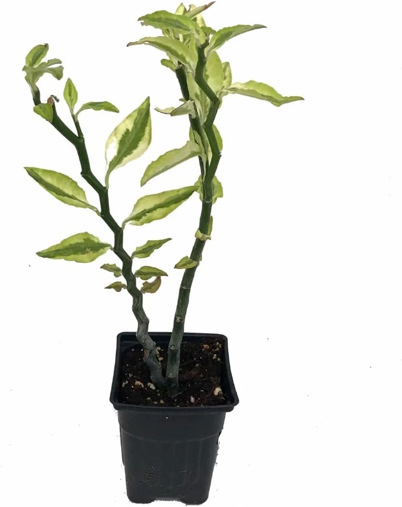 Devil's Backbone Live Plant - Pedilanthus - Red Bird Cactus - 4" Pot Indoor - Image 1
