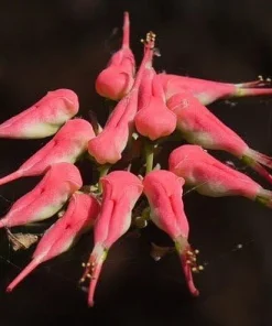 Devil's Backbone Live Plant - Pedilanthus - Red Bird Cactus - 4