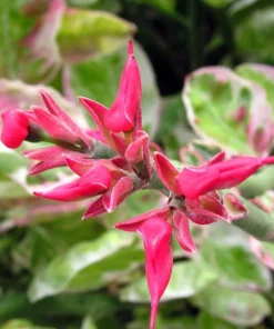 Devil's Backbone Live Plant - Pedilanthus - Red Bird Cactus - 4