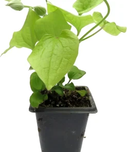 Diamantina Clematis Live Plant - Blue/Purple Double Flowers - 2.5" Pot - Image 2