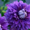 Diamantina Clematis Live Plant - Blue/Purple Double Flowers - 2.5" Pot - Image 1