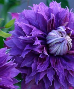 Diamantina Clematis Live Plant - Blue/Purple Double Flowers - 2.5