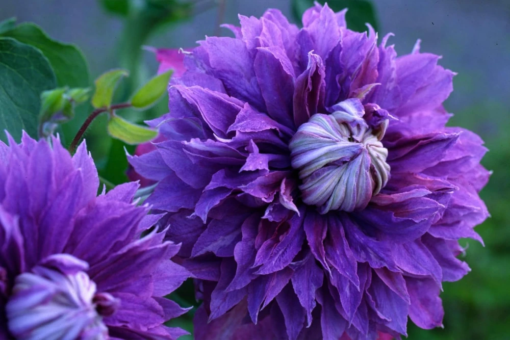 Diamantina Clematis Live Plant - Blue/Purple Double Flowers - 2.5" Pot - Image 1