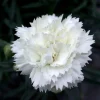 Dianthus Early Bird Frosty Live Plant – Snowy White Flowers – Quart Pot - Image 1