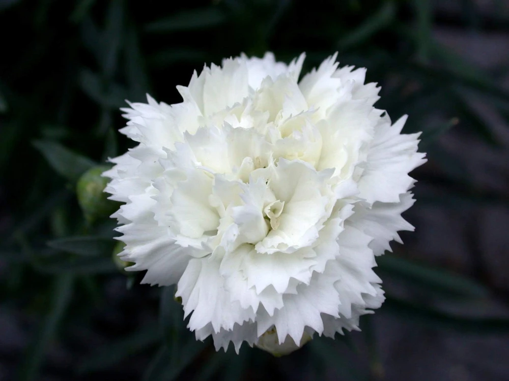 Dianthus Early Bird Frosty Live Plant – Snowy White Flowers – Quart Pot - Image 1