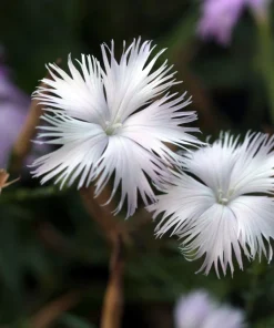 Dianthus Superbus Fringed Pinks Flower Seeds - White, Pink, Purple - 1000 Seeds - Image 10