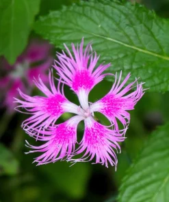 Dianthus Superbus Fringed Pinks Flower Seeds - White, Pink, Purple - 1000 Seeds - Image 11