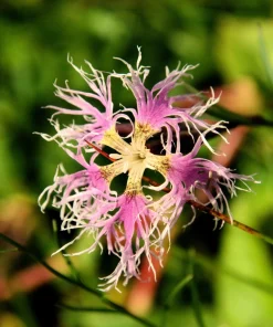 Dianthus Superbus Fringed Pinks Flower Seeds - White, Pink, Purple - 1000 Seeds - Image 12