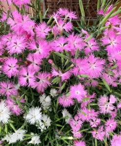 Dianthus Superbus Fringed Pinks Flower Seeds - White, Pink, Purple - 1000 Seeds - Image 2