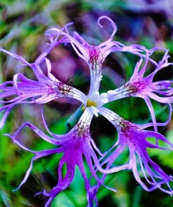 Dianthus Superbus Fringed Pinks Flower Seeds - White, Pink, Purple - 1000 Seeds - Image 3